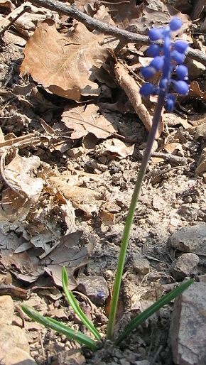 Muscari botryoides
