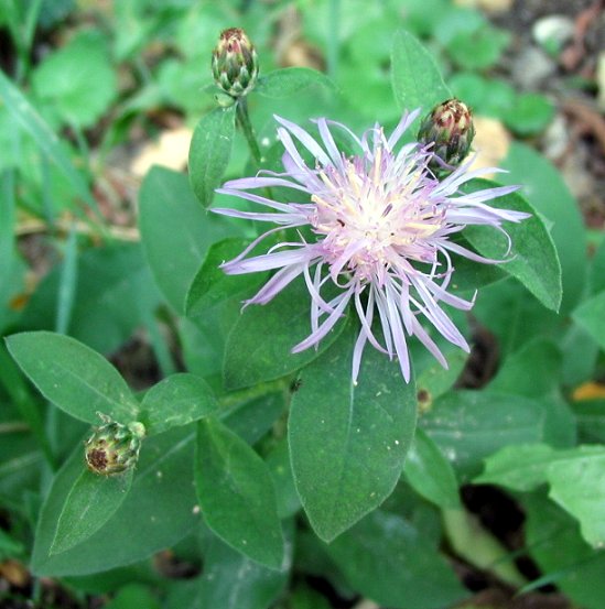 Centaurea nigrescens / Fiordaliso nerastro