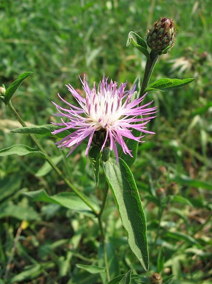 Centaurea nigrescens / Fiordaliso nerastro
