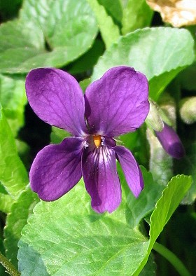 Viola odorata / Viola mammola