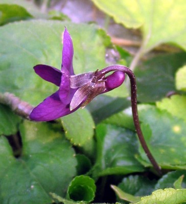 Viola odorata / Viola mammola