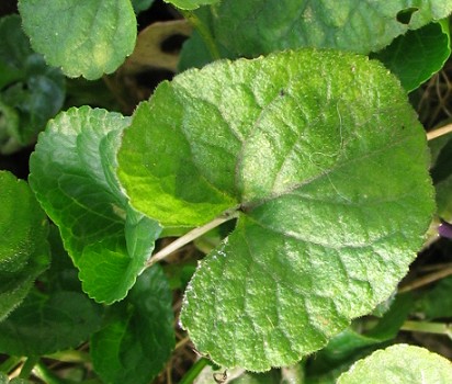 Viola odorata / Viola mammola
