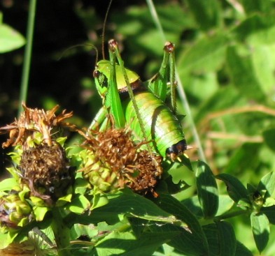 Eupholidoptera schmidti