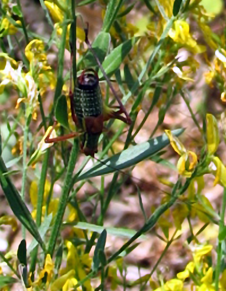 Barbitistes sp.