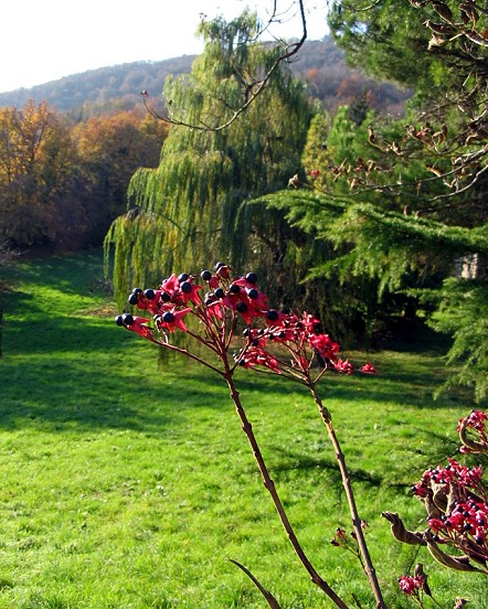 Clerodendron trichotomum / Clerodendro (pianta coltivata)
