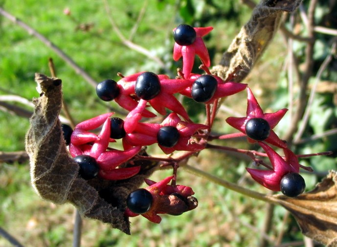 Clerodendron trichotomum / Clerodendro (pianta coltivata)