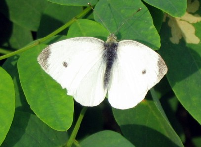 Pieris rapae