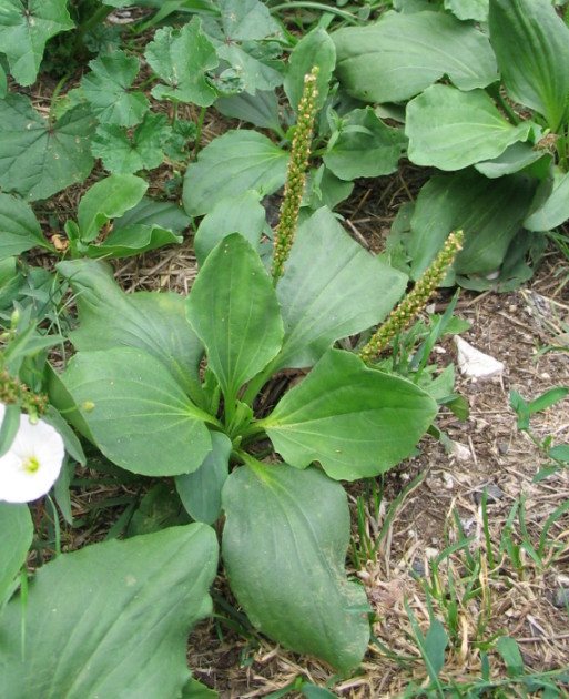 Plantago major / Piantaggine maggiore