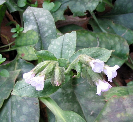 Pulmonaria officinalis / Polmonaria maggiore