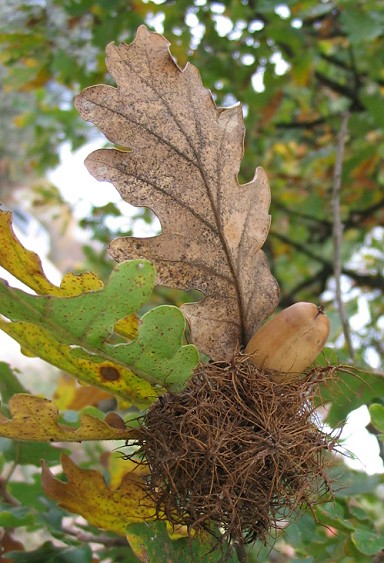 Andricus caputmedusae