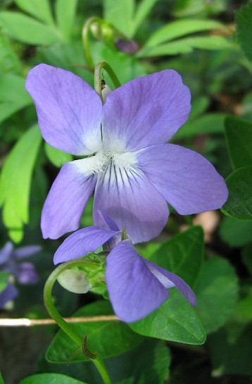 Viola riviniana / Viola di Rivinus