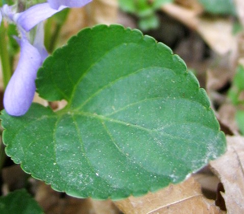 Viola riviniana / Viola di Rivinus