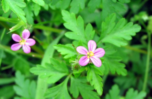 Geranium purpureum / Geranio purpureo