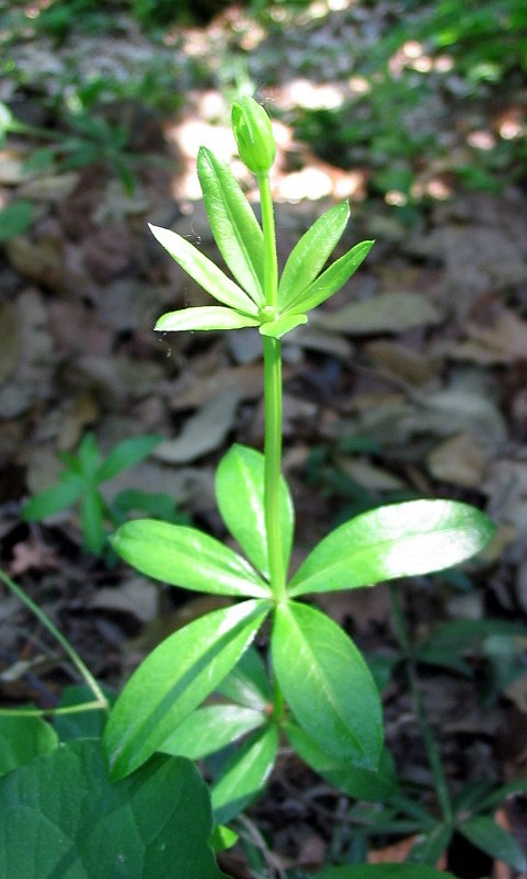 Galium o Rubia ?