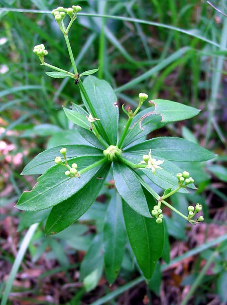 Galium o Rubia ?