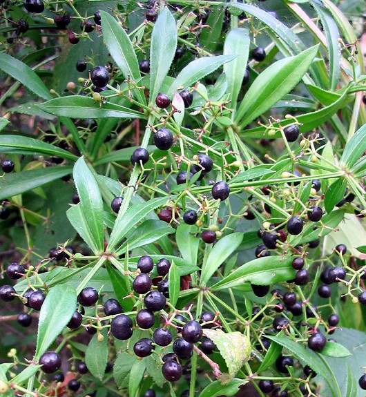 Rubia peregrina / Robbia selvatica