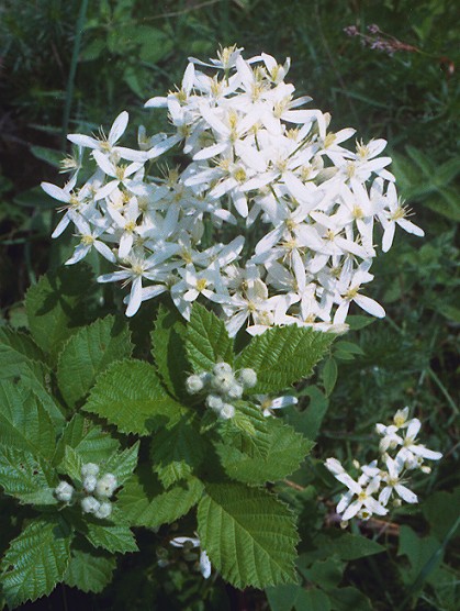 Clematis recta / Clematide eretta