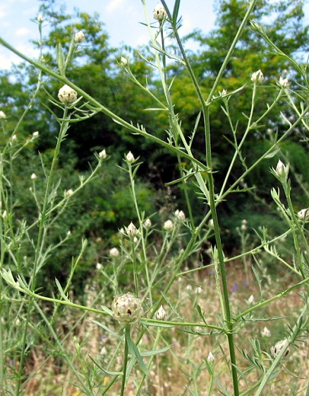 Centaurea deusta