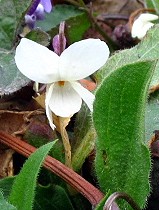 Viola alba