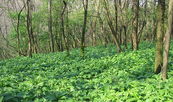Symphytum bulbosum / Consolida minore