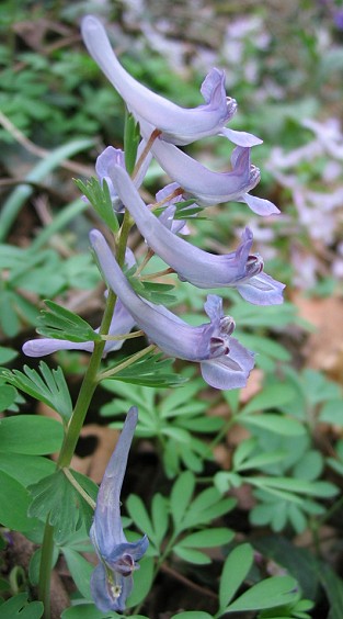 Corydalis spp.