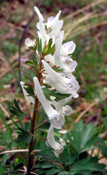 Corydalis spp.