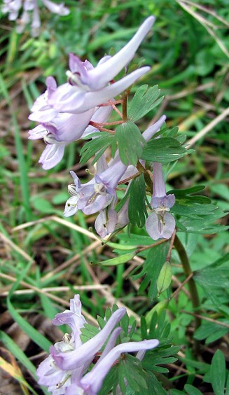 Corydalis spp.