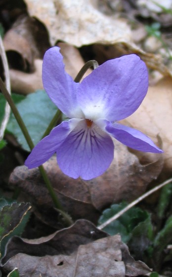 Viola suavis / Viola soave