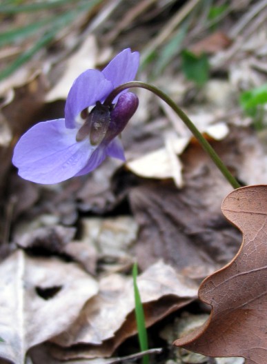 Viola suavis / Viola soave