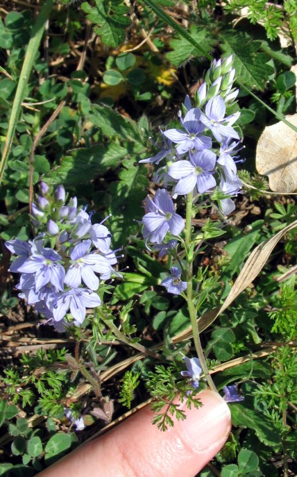 Veronica prostrata / Veronica sdraiata, V. prostrata