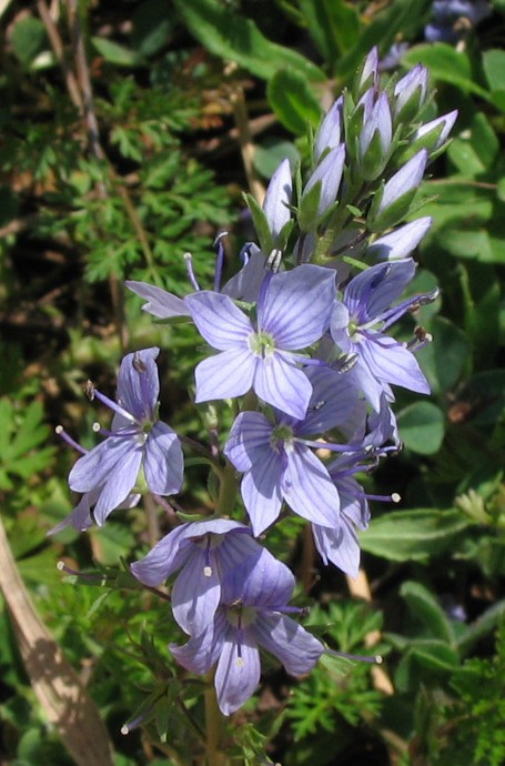 Veronica prostrata / Veronica sdraiata, V. prostrata