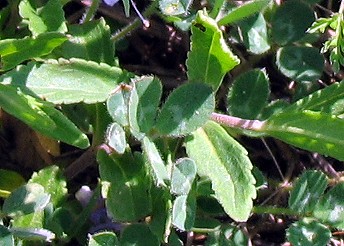 Veronica prostrata / Veronica sdraiata, V. prostrata