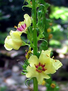 Verbascum chaixii ??