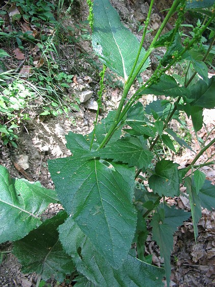 Verbascum chaixii ??