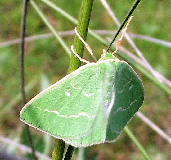farfallina verde (Thetidia smaragdaria)