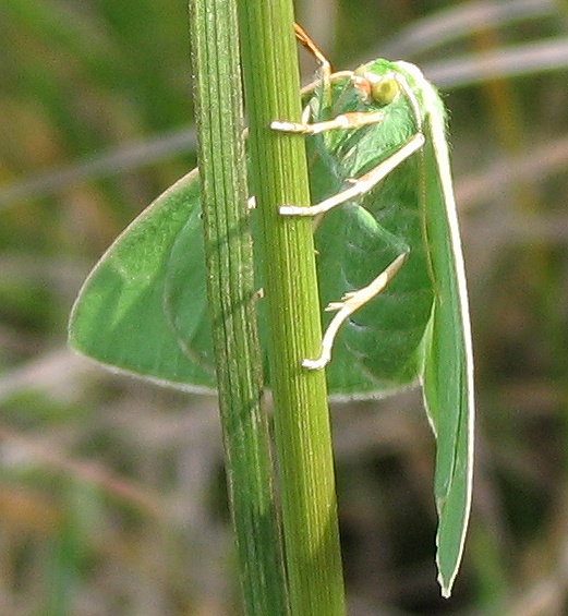 farfallina verde (Thetidia smaragdaria)