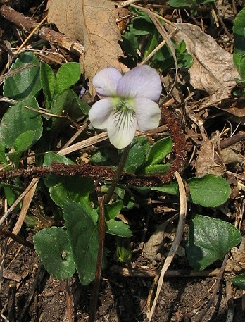Viola canina gialliccia