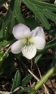 Viola canina gialliccia