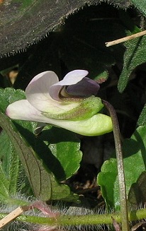 Viola canina gialliccia