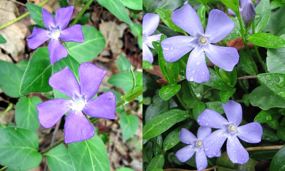 Vinca minor e altre pervinche