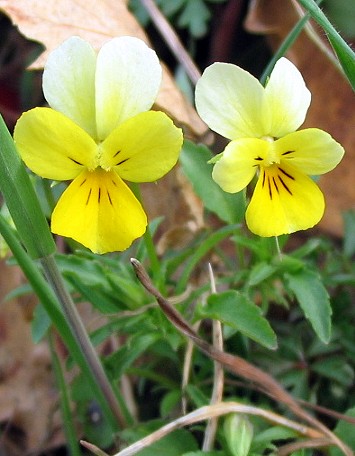 Viola tricolor /Viola del pensiero