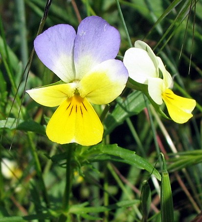 Viola tricolor /Viola del pensiero