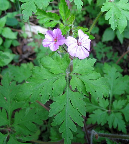 Geranium robertianum / Geranio di S.Roberto