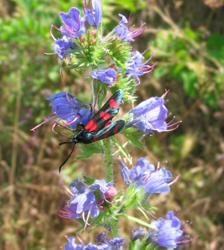 Zygaena filipendulae