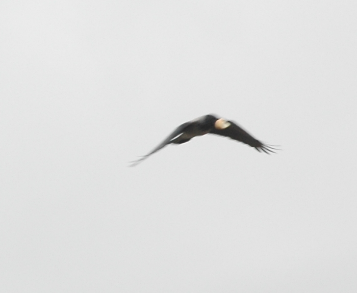 aquila forse Cornacchia di sicuro!