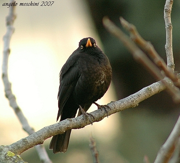 Merlo Turdus merula. semplicemente un maschio e una femmina.