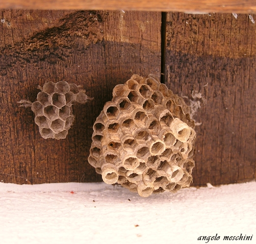 Polistes gallicus?