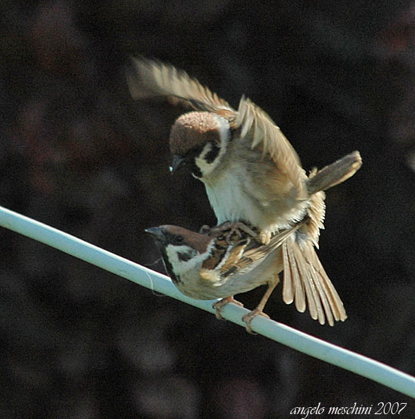 Passera Mattugia Passer Montanus Le Intimita Natura Mediterraneo Forum Naturalistico