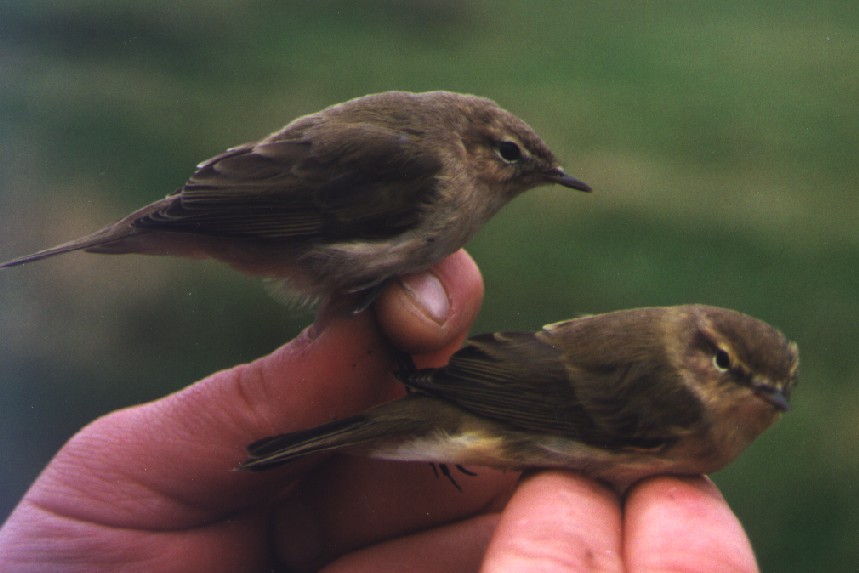 ID. Phylloscopus