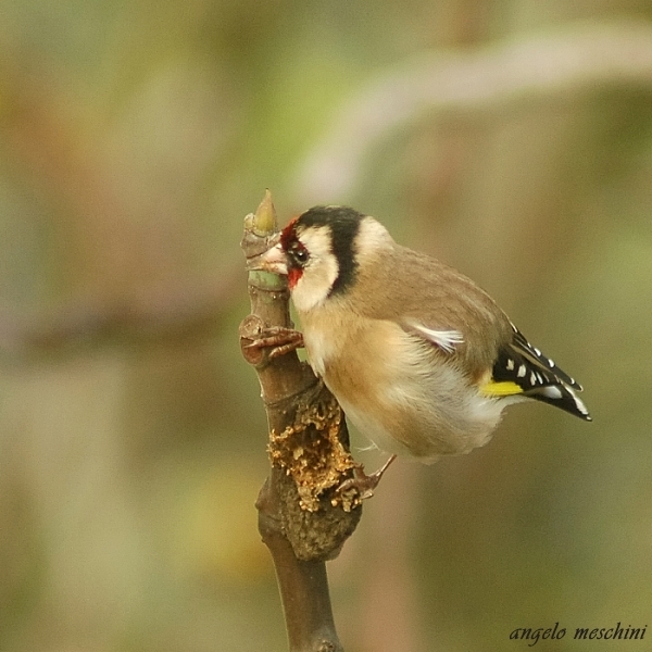 Cardellino, Carduelis carduelis